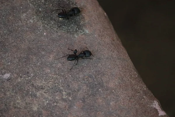 Common black (big) ant or black garden ant — ストック写真