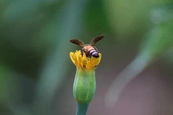 La abeja en la flor se acercan —  Fotos de Stock
