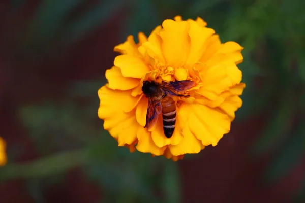 La abeja en la flor se acercan — Foto de Stock