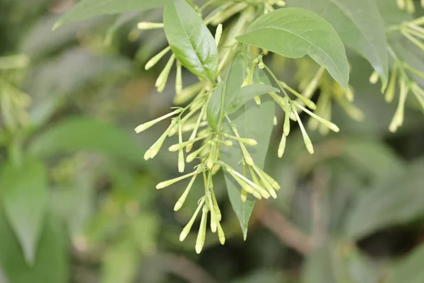 Nachtjessamine — Stockfoto