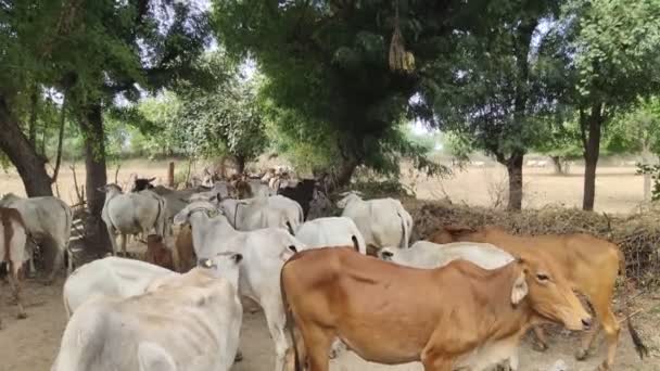 Vacas Bebiendo Agua Granja Lechera Las Vacas Reproducen Granja Lechera — Vídeos de Stock