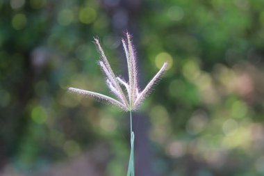 Günışığında Bahar Çiçekleri. Açık Doğa