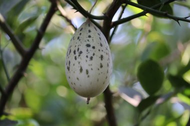 Bir dalda yeşil salatalık