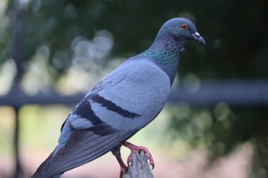 bir güvercin portresi.