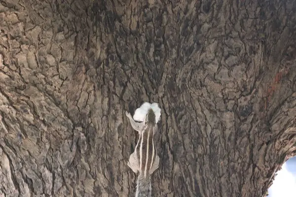 Eichhörnchen lugt hinter einem Baum hervor, Baumwolle im Mund. — Stockfoto