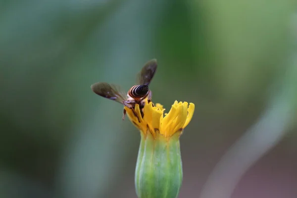 Abelha de mel coberta com néctar coletor de pólen amarelo de flor de calêndula . — Fotografia de Stock