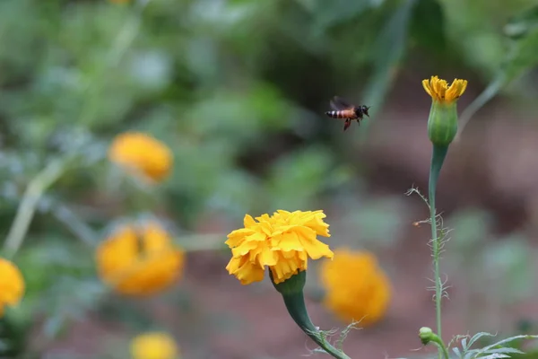 Sarı kadife çiçekli arka planda uçan arıya yakın çekim — Stok fotoğraf