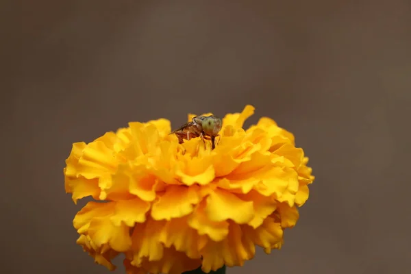 Bee (fly) in a yellow pollen, collects marigold nectar