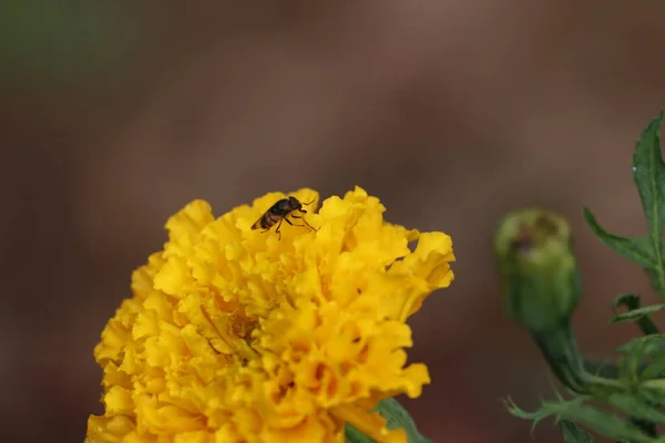 Abeja de miel (mosca) cosechando polen de flores florecientes de caléndula . — Foto de Stock