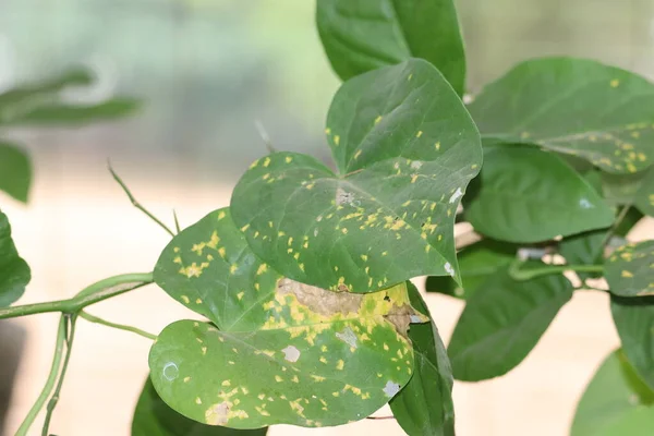 Taze ve ayurvedic giloy bitkisel yapraklar. Yeşil yaprak dokusu.