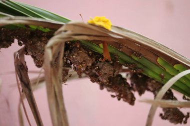 Arılar Hindistan cevizi yaprağına yuva yapar.