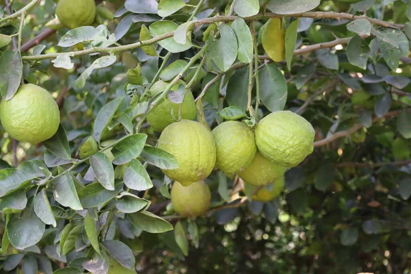 Frische grüne Zitronenlinden am Baum im Bio-Garten — Stockfoto