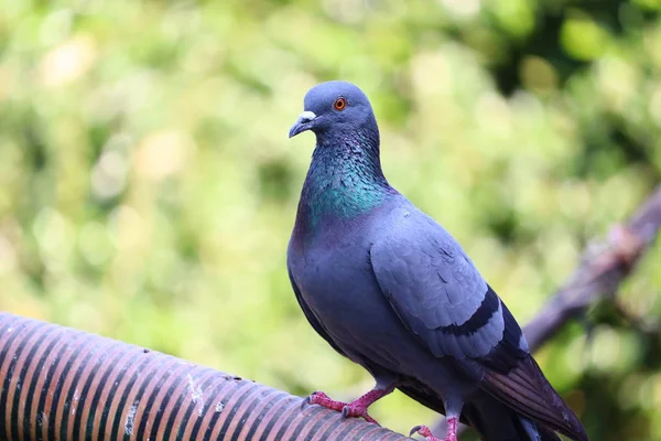 Pigeon (dove) bird — 스톡 사진