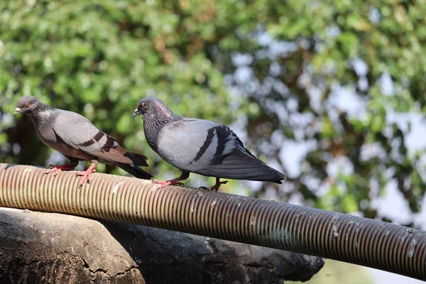 Pigeon bird — Stock Photo, Image