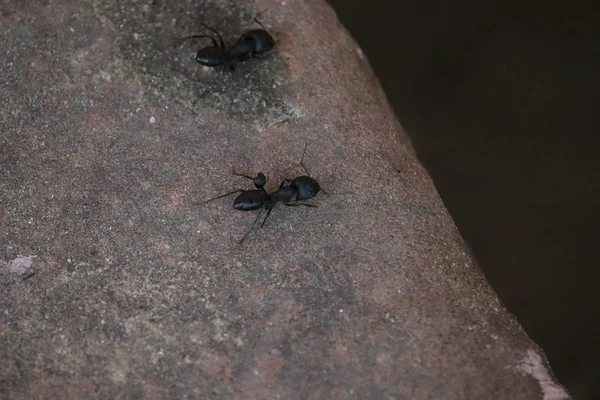 Deux grandes fourmis noires — Photo