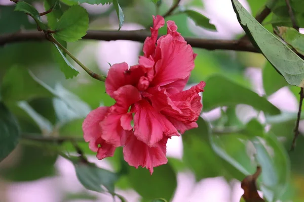 红色的芙蓉花绿色模糊的背景 — 图库照片