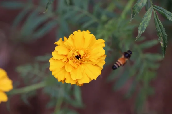 Abeja voladora — Foto de Stock