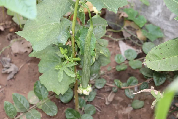 Fresh loofah gourd with stem on plant background with yellow flower — 스톡 사진