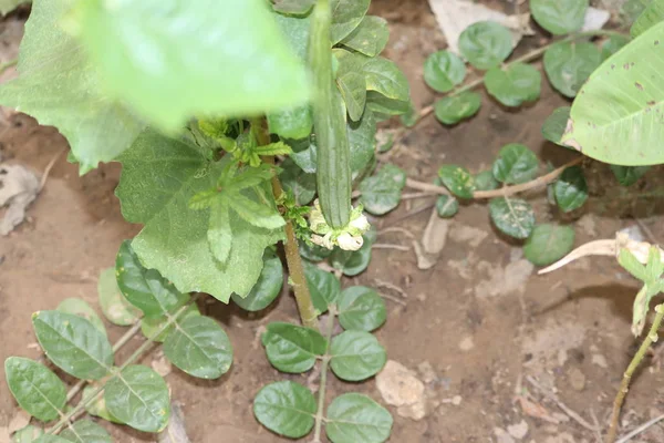 Gourd ridge Vegetable fruit in the farm with yellow flower — 스톡 사진