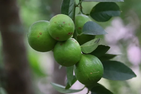 Limão. Limões verdes maduros pendurados no galho da árvore. Lemon crescente — Fotografia de Stock