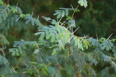 Vachellia nilotica veya yaprakların Arap ağaç detayı