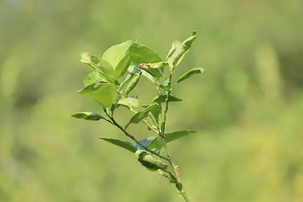 Bulanık yeşil arka bahçede yeşil yaprak closeup doğa görünümü — Stok fotoğraf