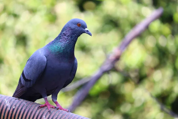 Grey sport pigeon blurry background — 스톡 사진