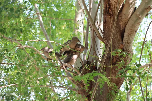 Dois ou pássaros do amor no amor beijam um ao outro quando empoleirado em uma árvore . — Fotografia de Stock