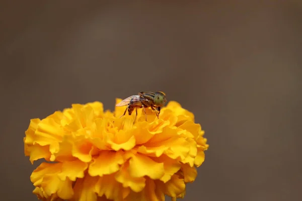 Avispa cosecha polen de flores florecientes caléndula amarilla . — Foto de Stock