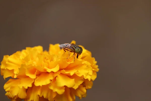 Arı arka planında güzel turuncu kadife çiçeği — Stok fotoğraf