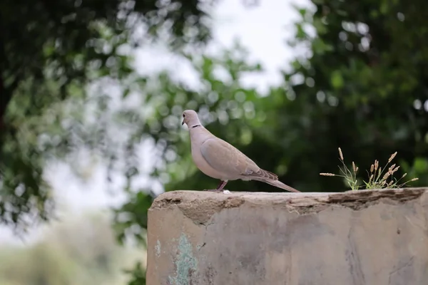 Indian morning white dove sitting — Stock Photo, Image