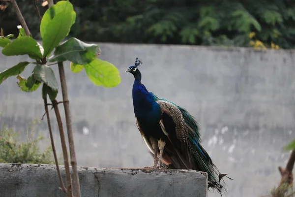 Fechar-se de um pássaro pavão — Fotografia de Stock