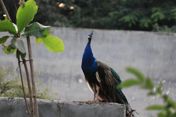 Un pavo real orgulloso y hermoso fotografiado desde el lado con bokeh suave en el fondo . — Foto de Stock