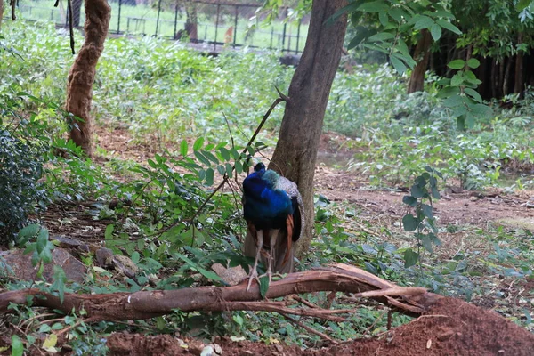 Um pavão sentado numa árvore — Fotografia de Stock