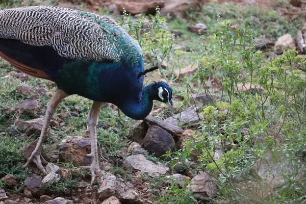 Pfau, der im Fels wandert — Stockfoto