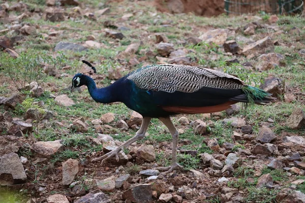 Peacock walking in the garden — Stock Photo, Image