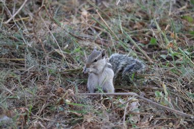Parkta fındık yiyen gri sincap, Hindistan