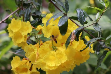 Uçan arı ve sarı çiçeklere yakın çekim