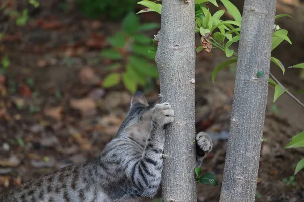 Un gattino - caccia di gatto siberiano in giardino — Foto Stock