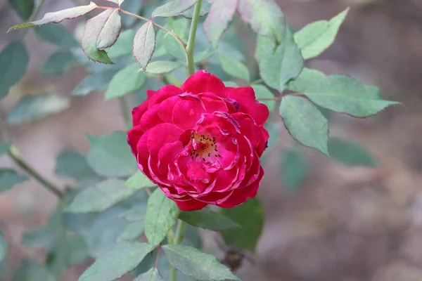 Roze kleur roos in zachte kleur voor bloemen achtergrond — Stockfoto