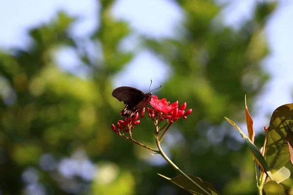 Primer plano hermosa mariposa y flor roja en el jardín . — Foto de Stock