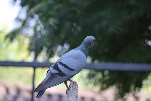 Pombo Pomba em pé sobre a rocha — Fotografia de Stock