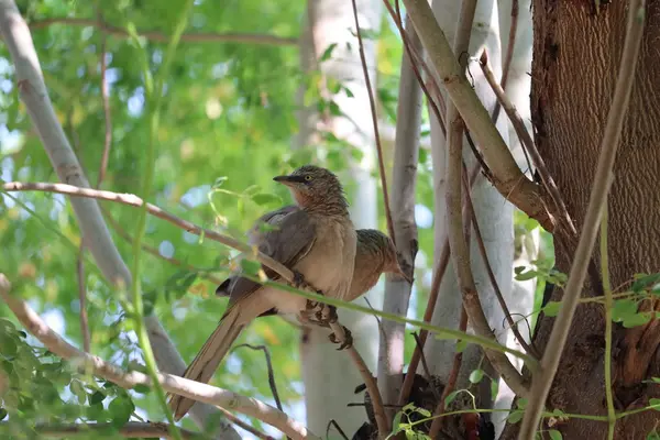 Веселые птицы сидят на ветке в весеннем Солнечном парке и щебечут — стоковое фото