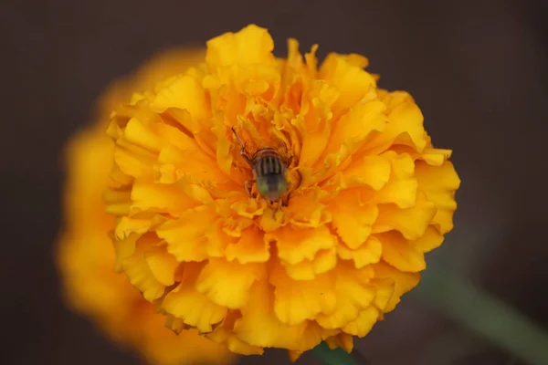 Sarı bir polende uçar, kadife çiçeği nektarı toplar. — Stok fotoğraf
