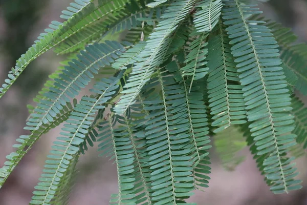 Vedere naturală aproape de frunze verzi de gooseberry pe fundal verde neclară — Fotografie, imagine de stoc