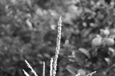 başlık siyah beyaz arkaplanda