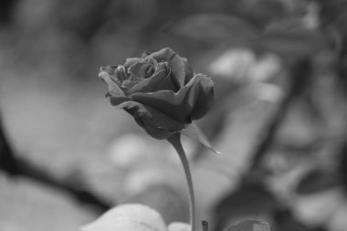 Siyah beyaz bir gül