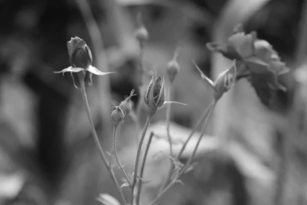 Черно-белая роза — стоковое фото