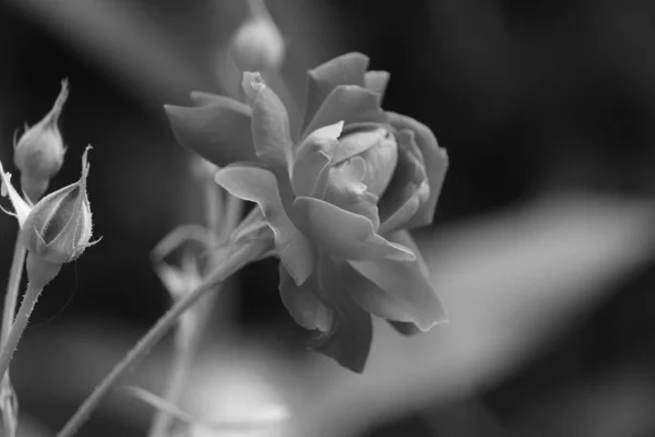 Цветок розы на черно-белом фоне — стоковое фото