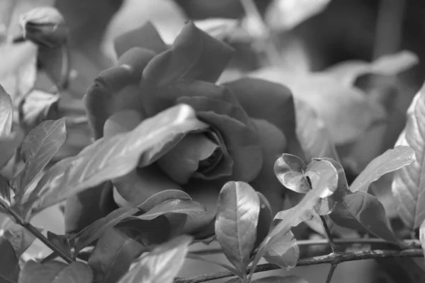 Une rose noire et blanche — Photo